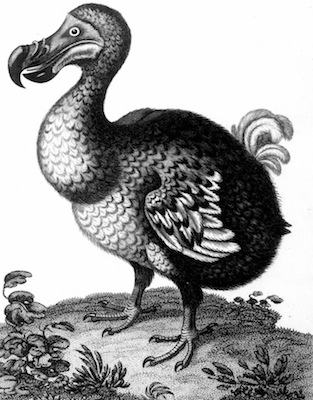 The extinct dodo. ©Getty Images