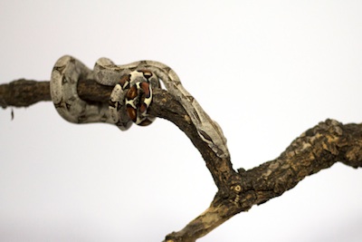 Camouflage helps a boa constrictor catch prey. ©Getty Images