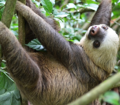 Tree-toed sloth. ©Getty Images