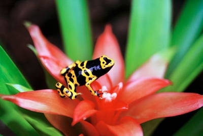 A tiny 'poison arrow' frog whose colours are a warning. ©Getty Images