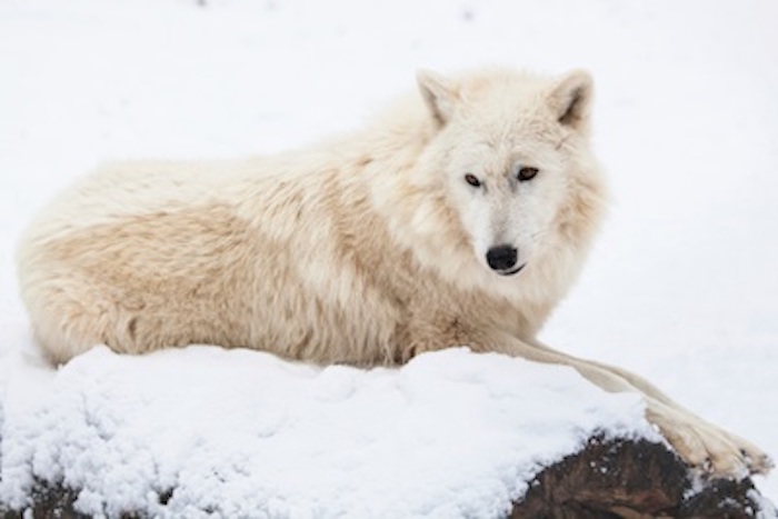 Arctic wolf ©Getty Images
