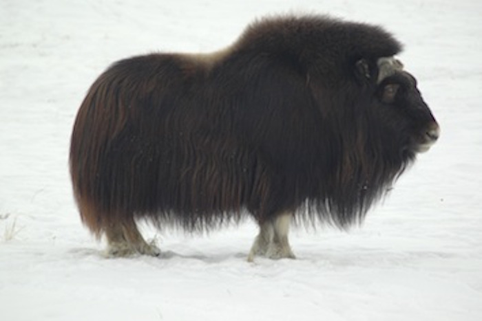 Muskox on the tundra ©Getty Images