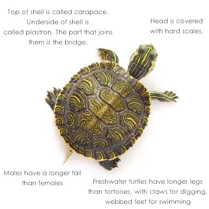 tortoisebody_TS.jpg