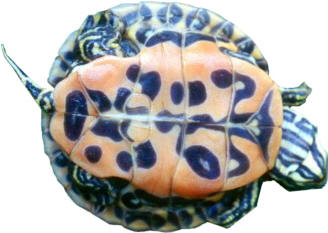 The plastron ©Getty Images