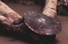 An Australian Murray River turtle