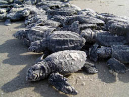 Kemp's Ridley sea turtle hatchlings ©Getty Images