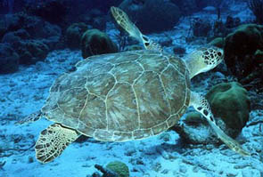 Olive Ridley sea turtle ©Getty Images