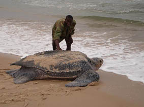 Leatherback sea turtle ©Getty Images