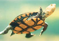 Critically Endangered western swamp tortoise ©Getty Images