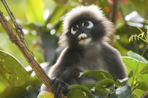 Spectacled langur. Photo©Getty Images