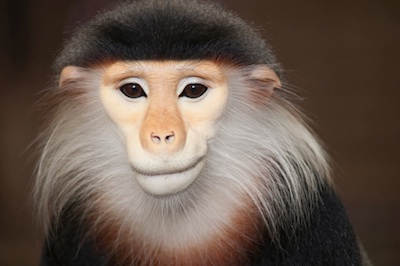 Red-shanked douc. Photo©Getty Images