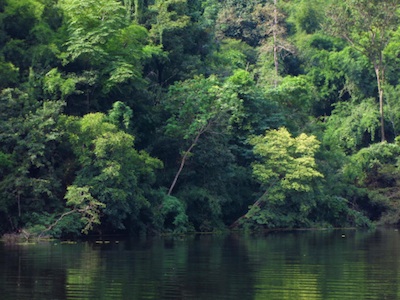 Thick forests along a river, Vietnam. Photo©Getty