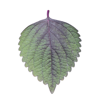Perilla, also called shiso. Photo©Getty