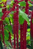 Amaranth. Photo©Getty