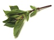 Asian basil. Photo©Getty