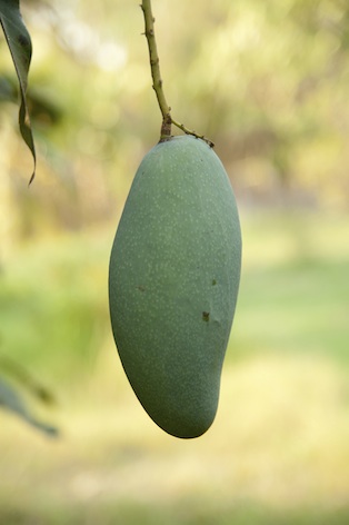 Green mango. Photo©Getty