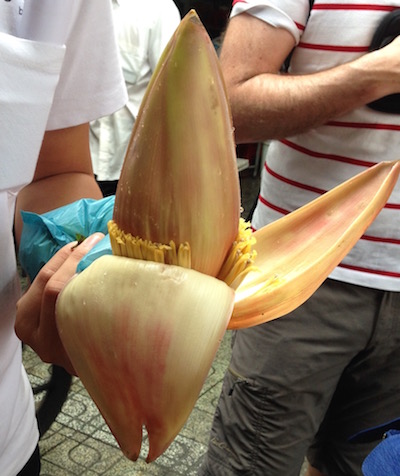 Banana blossom, some outer leaves opened, revealing 'baby' bananas in each layer. Photo©kidcyber