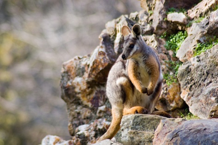 A yellow-footed rock wallaby. ©Getty Images