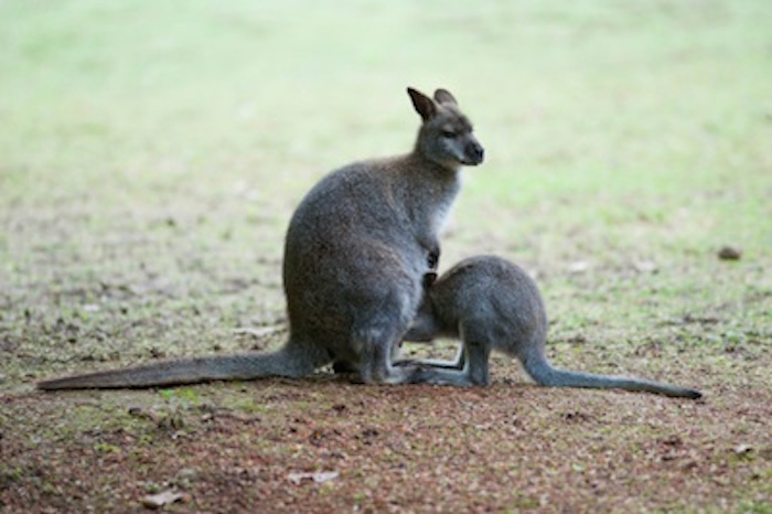 Older joeys spend increasing time out of the pouch but still return for feeds. ©Getty Images