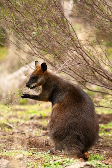 The swamp wallaby is a dark colour. ©Getty Images