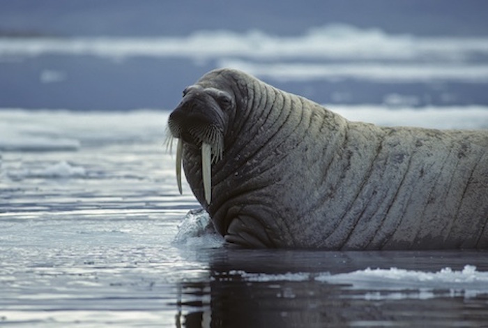 A walrus bull is the second biggest of the pinnipeds. ©Getty Images
