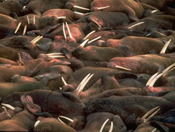 Walrus gather in herds. ©Getty Images