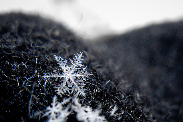 A photograph of snow crystals.