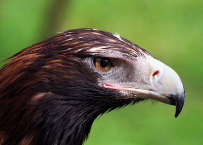 The hooked beak is as large as its head. ©Getty Images