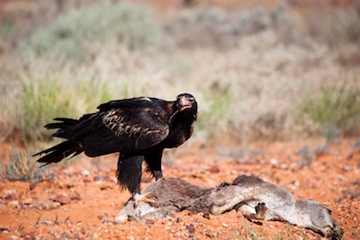Feeding on carrion ©Getty Images
