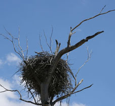 Wedge-tailed eagle nest ©Getty Images