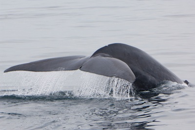 Each left and right part of a whale's tail is called a FLUKE. ©Getty Images