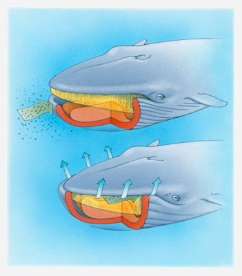 Diagram showing how baleen whales feed. ©Getty Images
