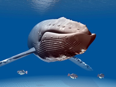 Humpbacks are baleen whales. Expandable grooves help them feed. ©Getty Images