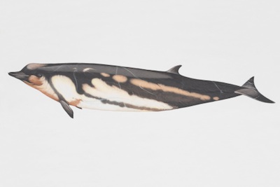 Shepherd's beaked whale. ©Getty Images