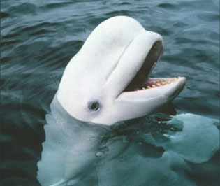 Beluga whale. ©Getty Images