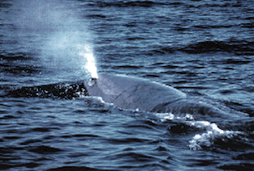 Spout from a whale's blowhole. ©Getty Images