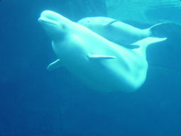Beluga whale with calf. ©Getty Images