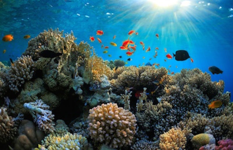 Coral reef ©Getty Images