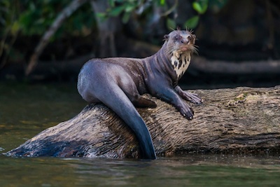 Giant otter in Peru ©Getty Images