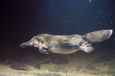 platypus©Getty Images