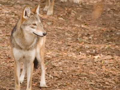 Red wolf ©Getty Images