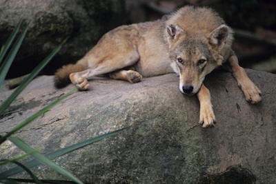 Indian wolf ©Getty Images