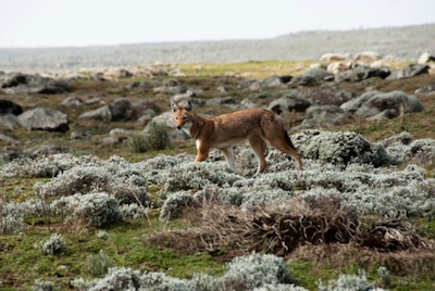 Ethiopian wolf ©Getty Images