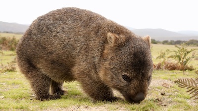 Common, or bare-nosed, wombat. ©Getty Images
