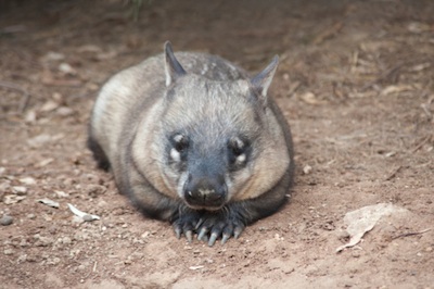 Northern hairy-nosed wombat ©Getty Images