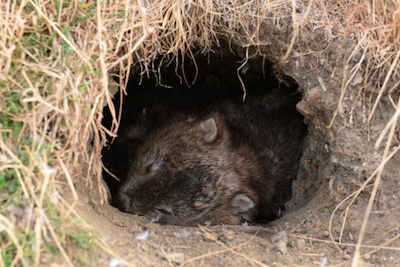 Tasmanian common wombat in burrow entrance ©Getty Images