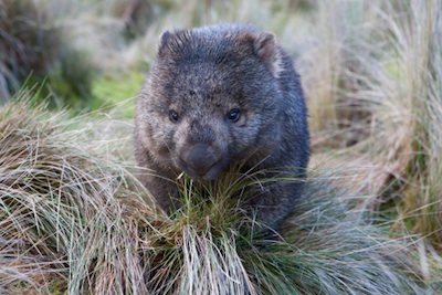 Common wombat ©Getty Images