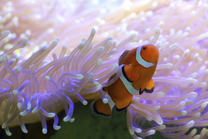 A clown fish in the Great Barrier Reef. ©Getty Images