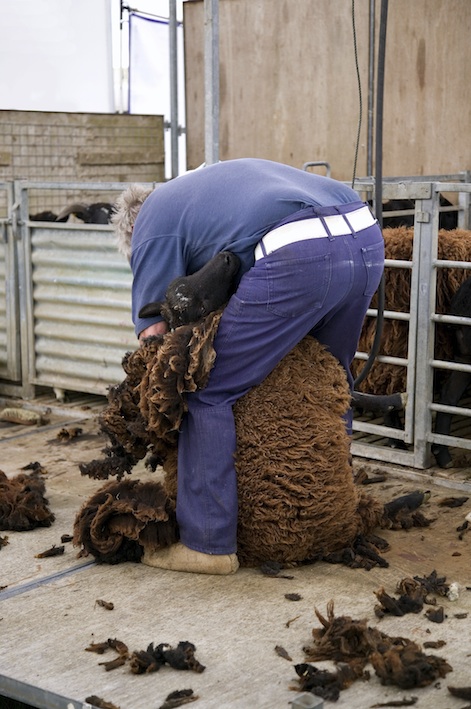 Shearers cut wool from sheep once each year. Getty Images