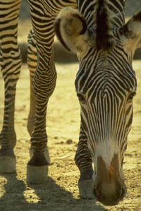 Location of the eyes help nervous zebra look out for danger. Getty